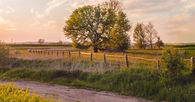 green grass field and trees